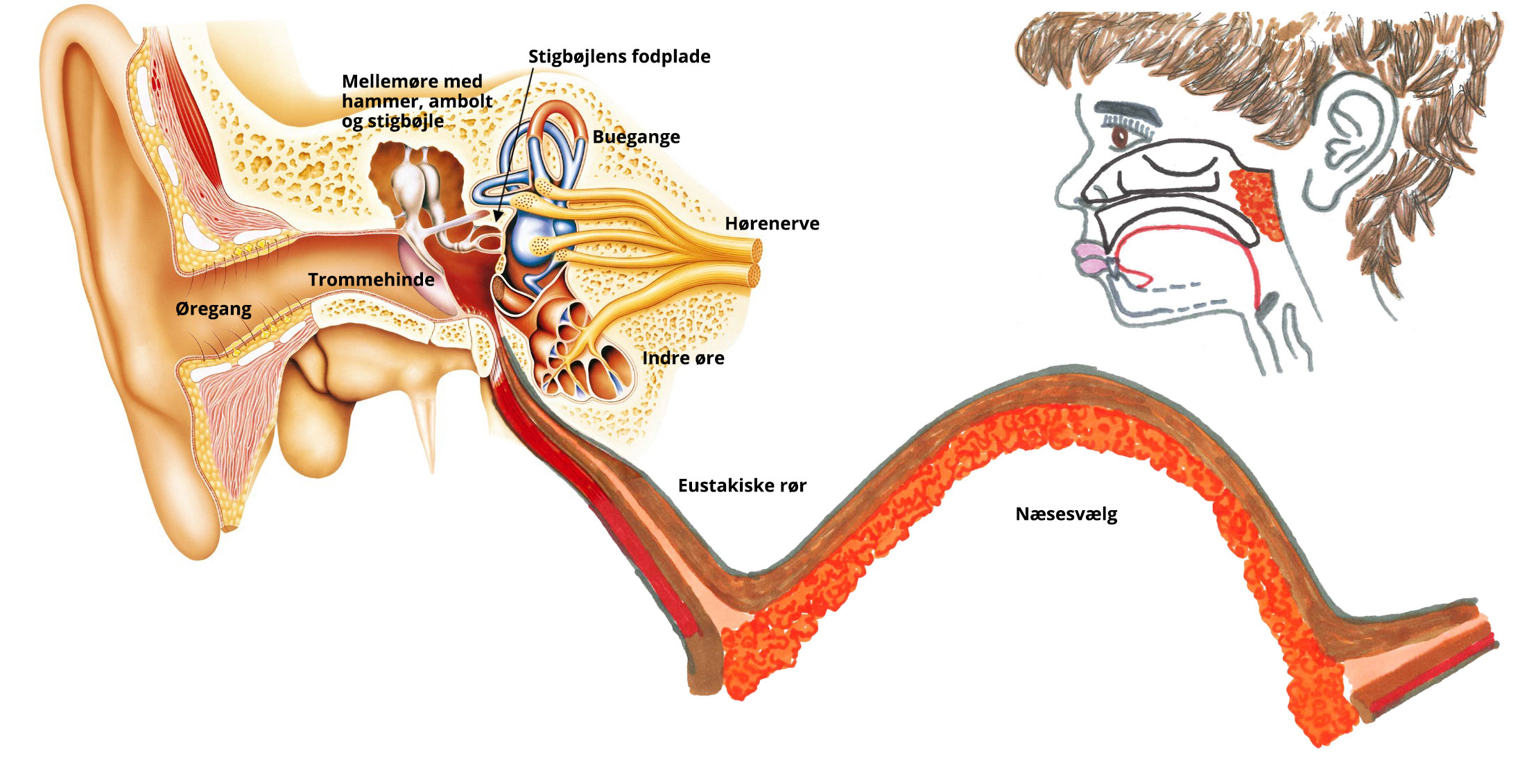 Indlæggelse af og/eller fjernelse af - Øre | dræn, stritører, tinnitus, ørekirurgi - Mølholm