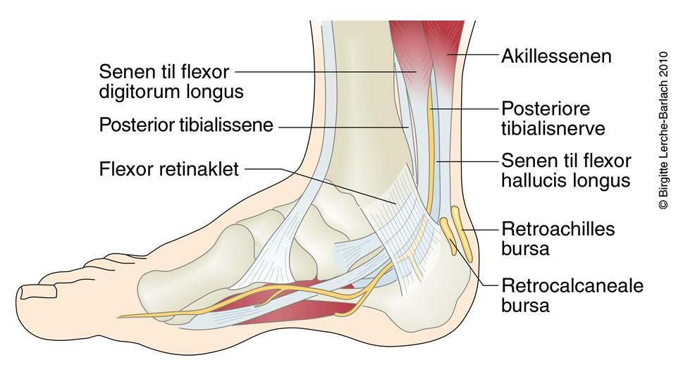 Nerveindklemning i fod (tarsaltunnelsyndrom) ankelkirurgi, nedgroet negl, achillessene, hammertå - Mølholm